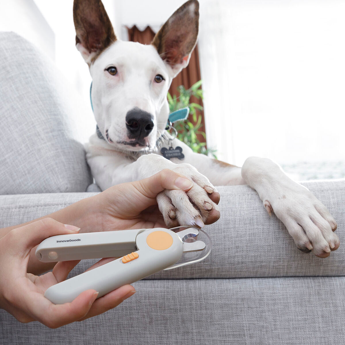 Pet Nail Clippers z LED Clipet Innovagoods